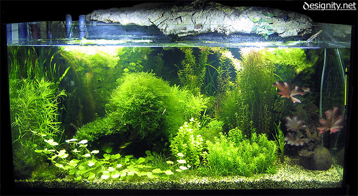 foto acquario 02-06