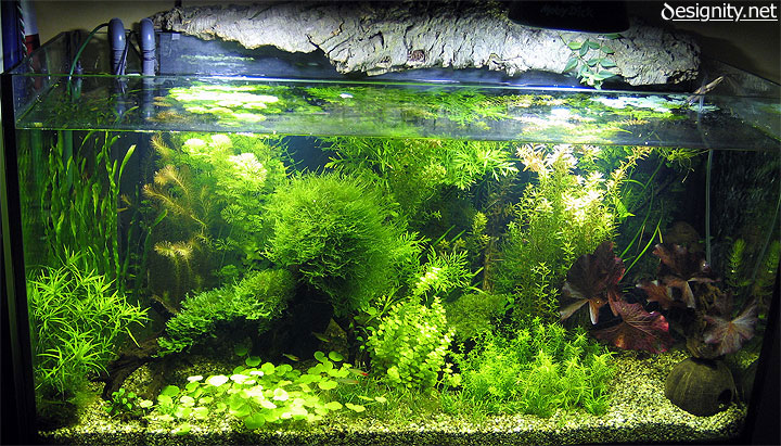 foto acquario 01-06