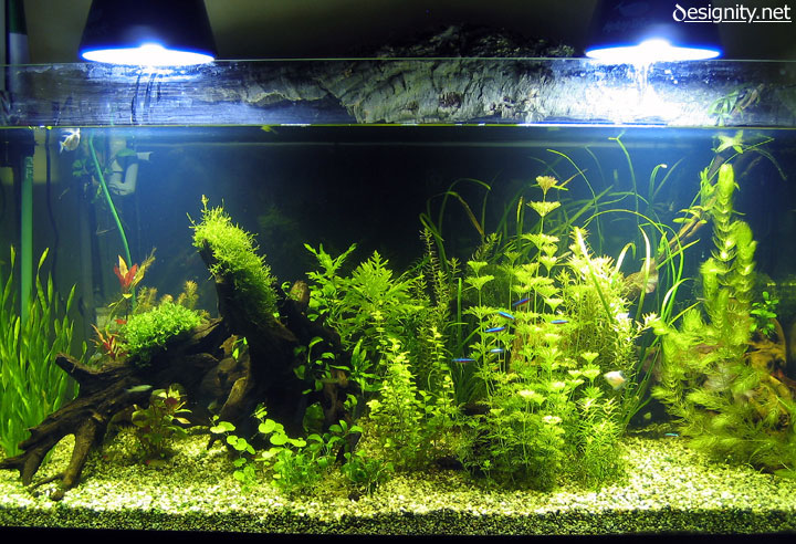 foto acquario