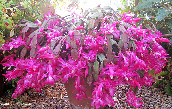 christmas cactus fucsia