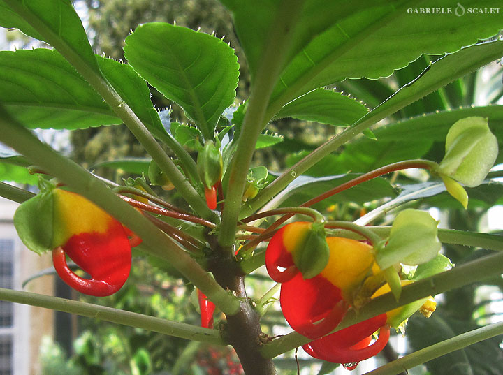 fiore giallo rosso