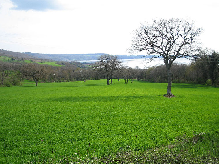 Prato verde