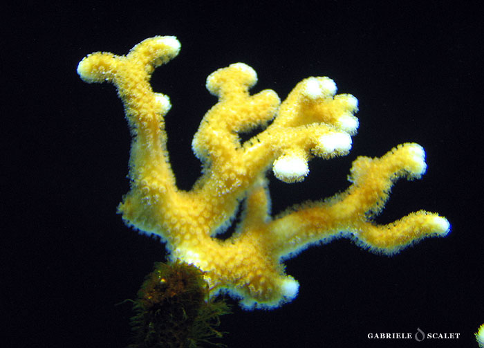 corallo giallo
