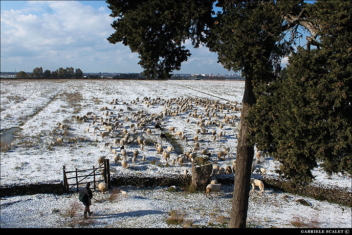 Gregge via Appia antica