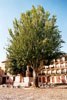 albero dell'amore, Lisbona