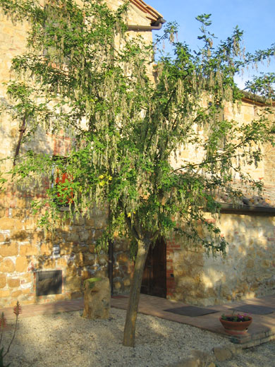 albero