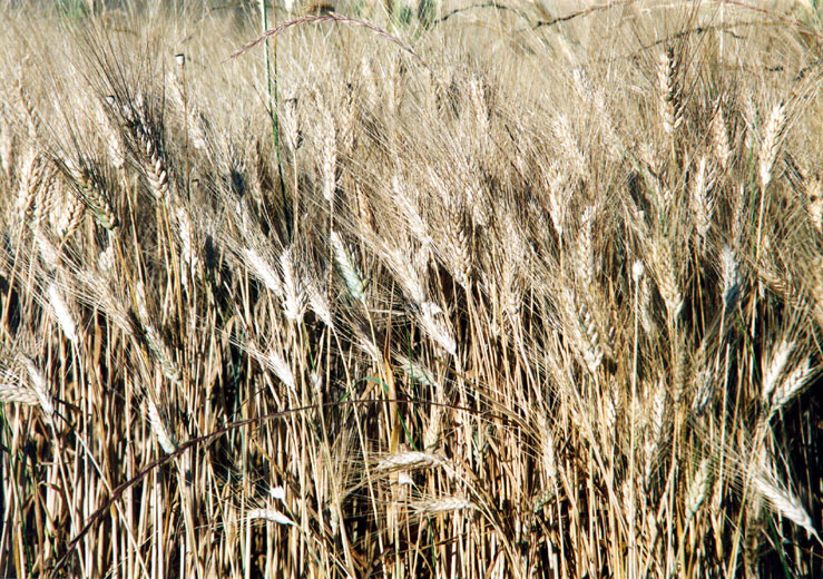 spighe di grano